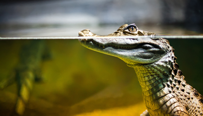 Caiman crocodilus in water ...